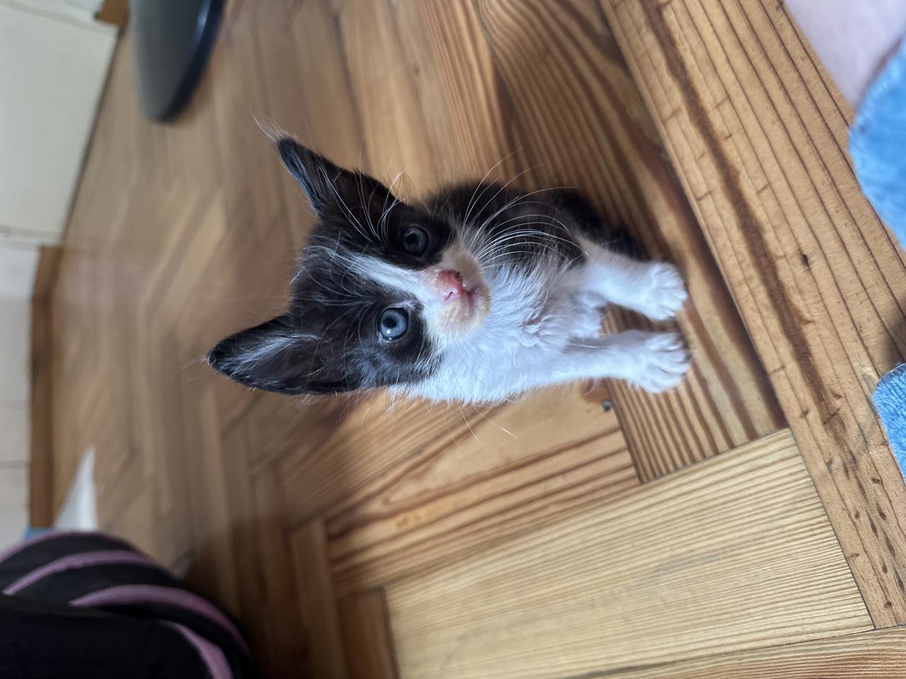 Gato LOAK  en adopción