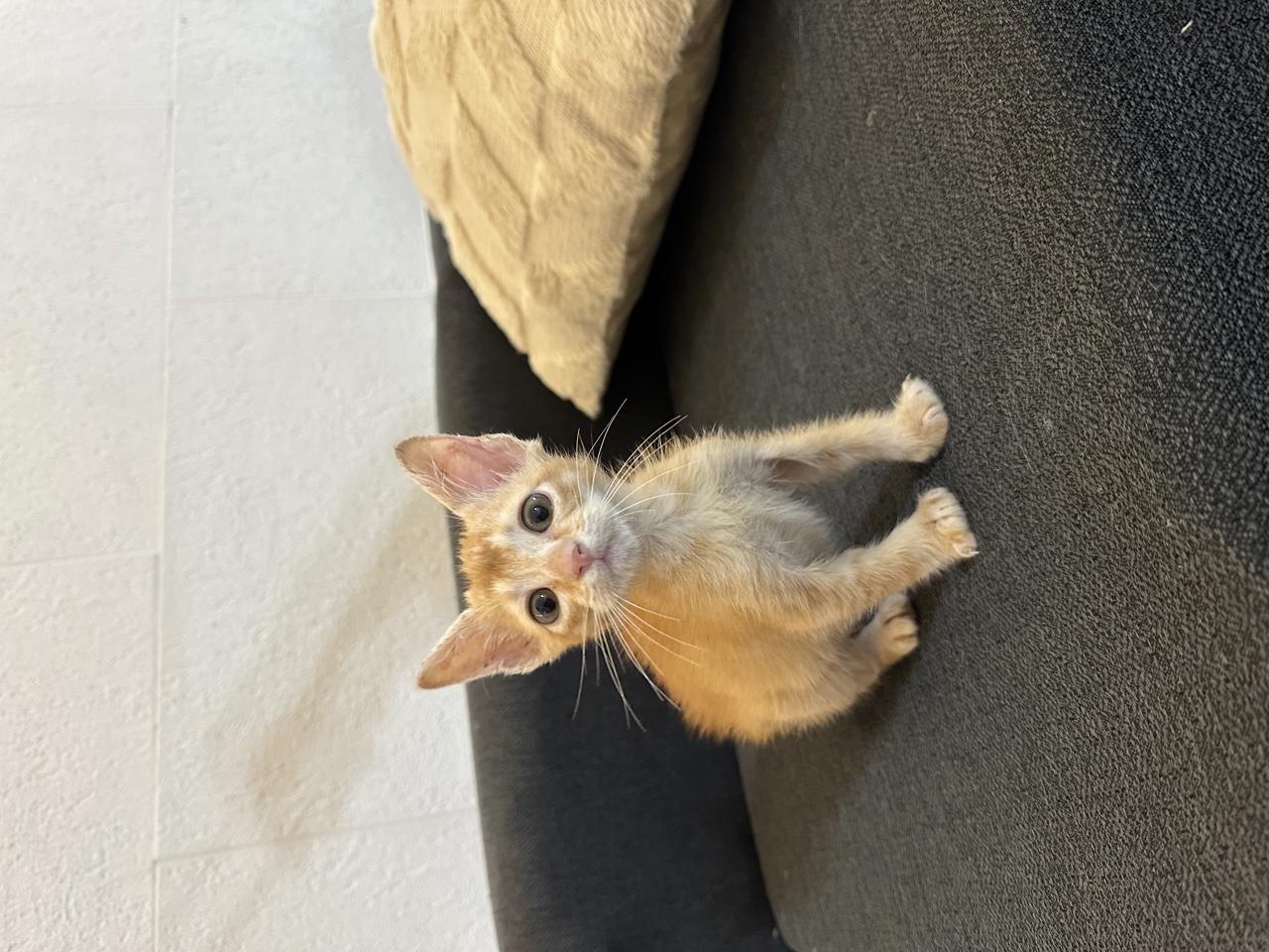 Gato Kinoto en adopción