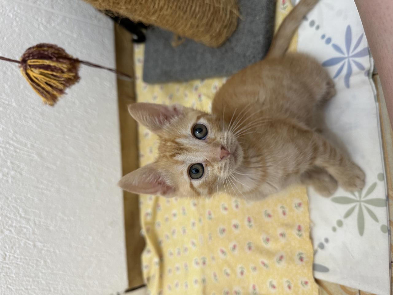 Gato Max  en adopción