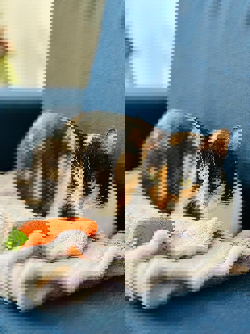 Gato Luna en adopción