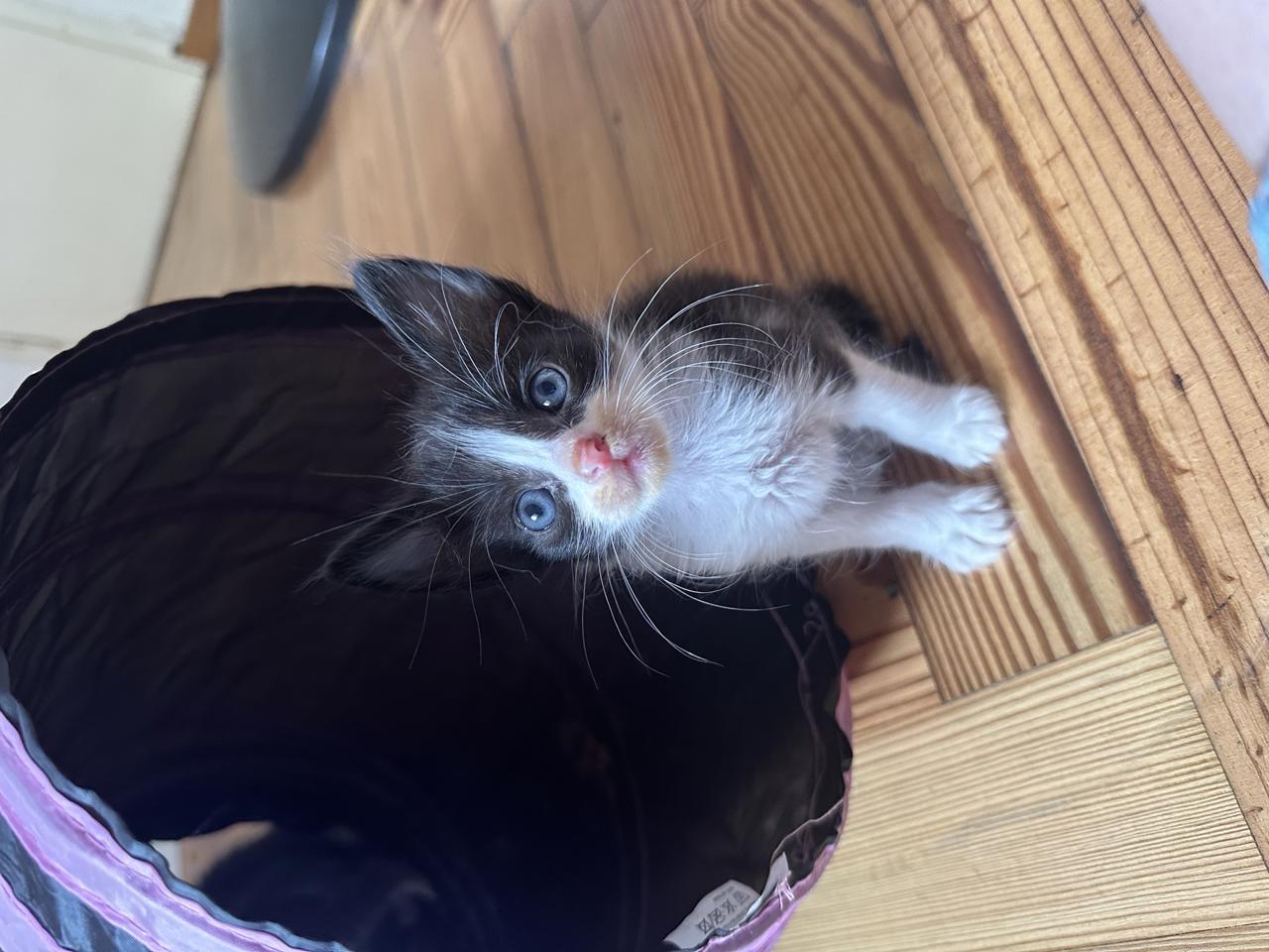 Gato LOAK  en adopción