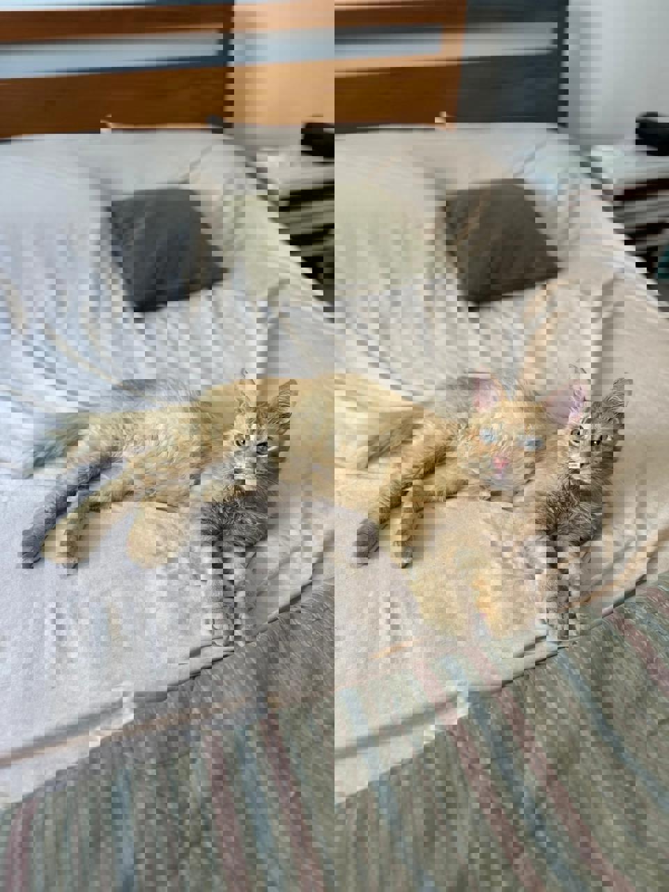 Gato CURRY en adopción