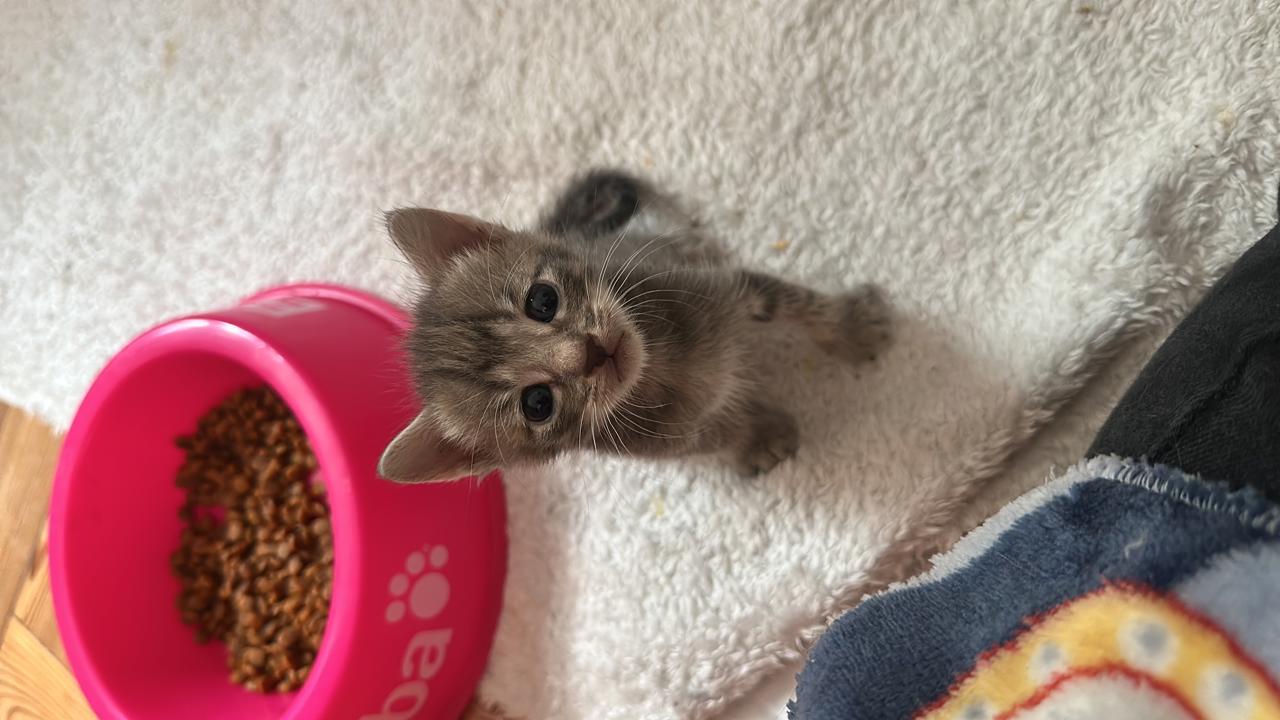 Gato SPIDER  en adopción