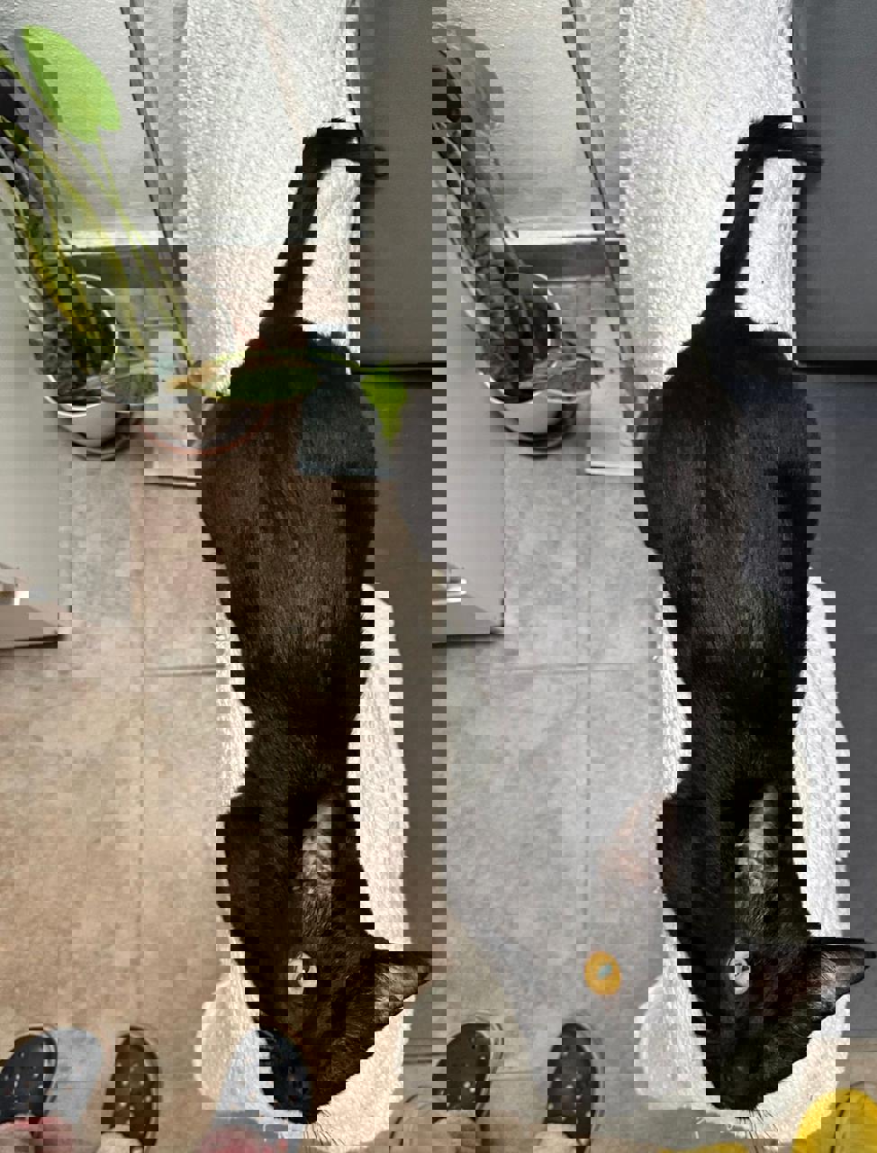 Gato PANTERA en adopción