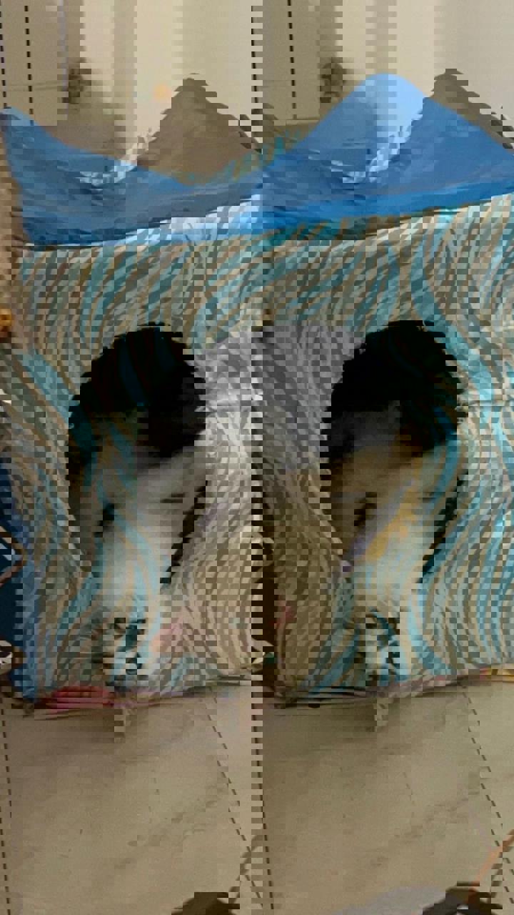 Gato TASHA  en adopción