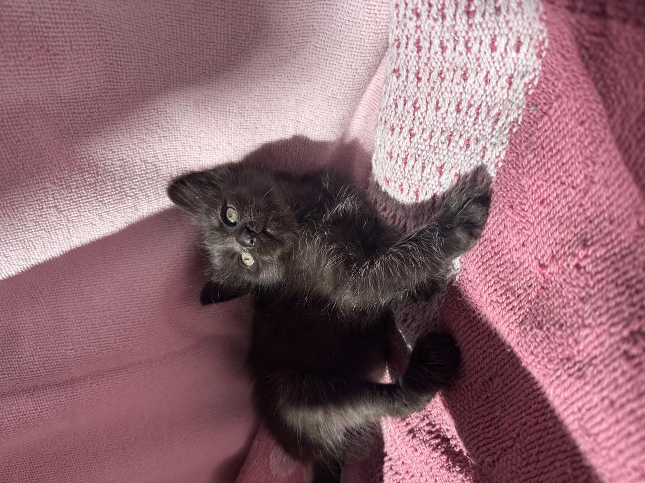 Gato Lentejita  en adopción