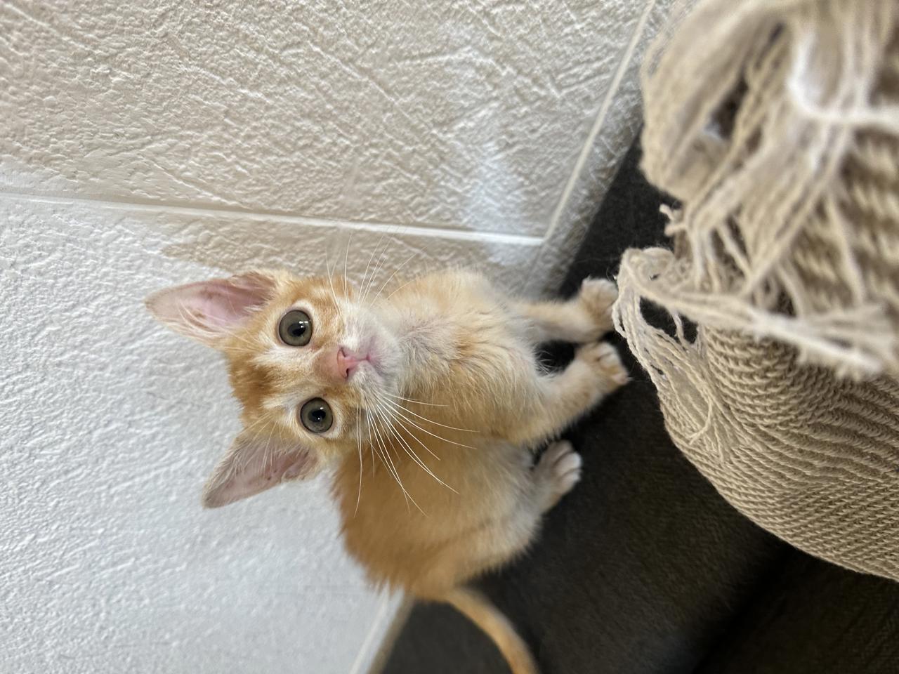 Gato Kinoto en adopción