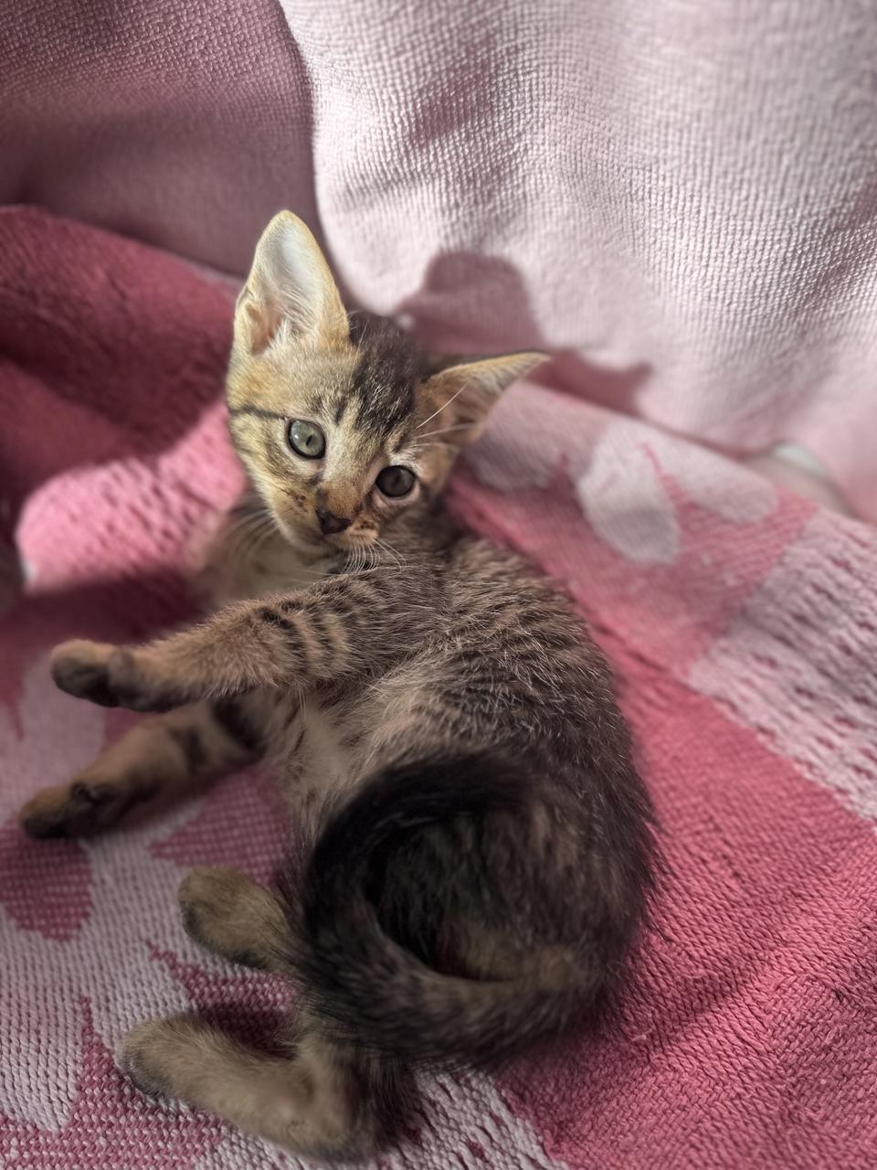 Gato Pimienta  en adopción