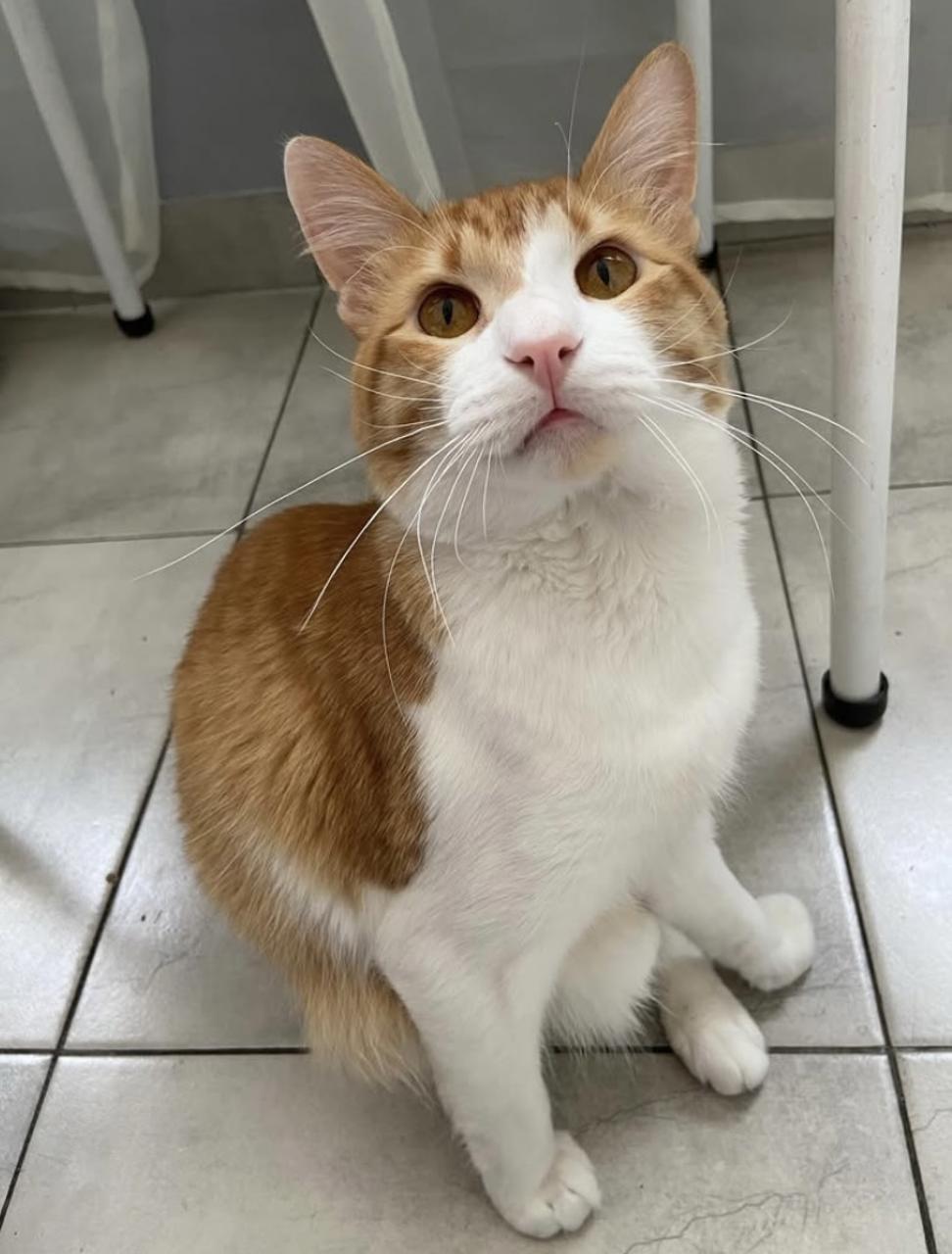 Gato SUERTUDO en adopción